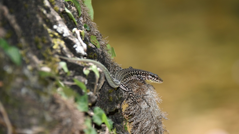 Will I see lizards in Miami and are they dangerous?