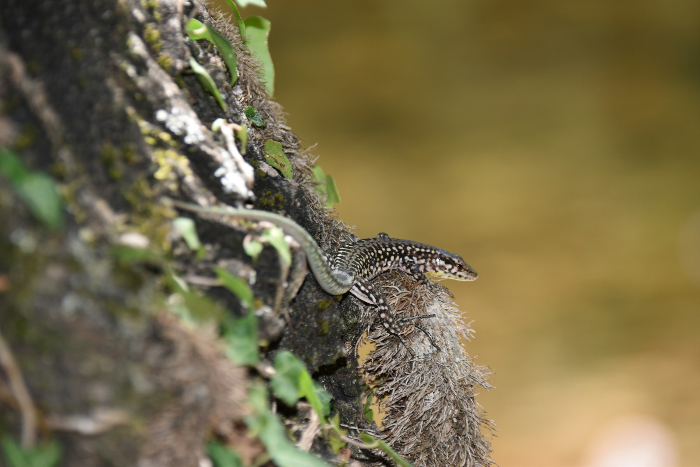 Will I see lizards in Miami and are they dangerous?