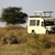 Which Are The Best Countries For African Safaris?