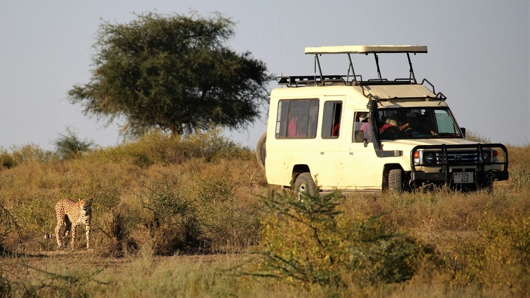 Which Are The Best Countries For African Safaris?