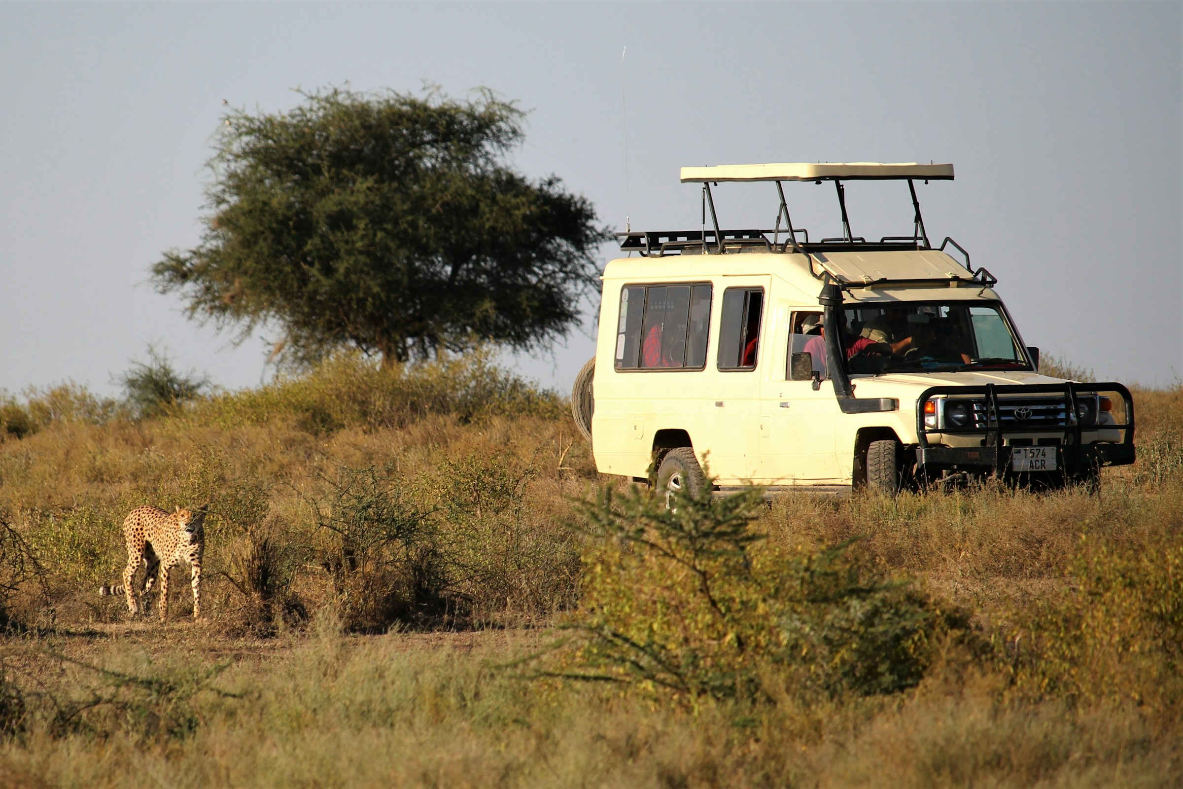 Which Are The Best Countries For African Safaris?