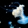 Can You Swim Safely in Thailand After the Jellyfish Increase?