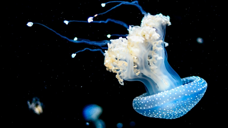 Can You Swim Safely in Thailand After the Jellyfish Increase?