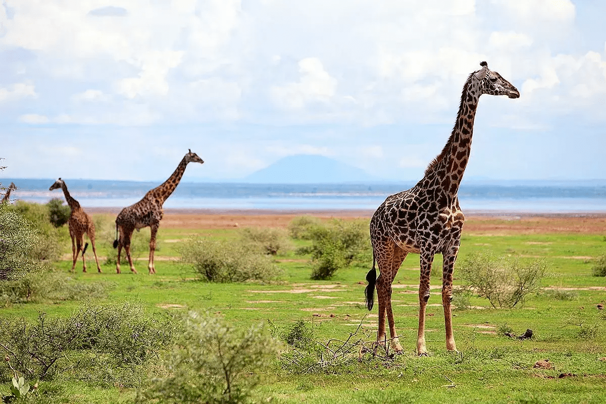 Lake Manyara National Park