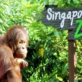 Catch the sunrise in sensational Singapore