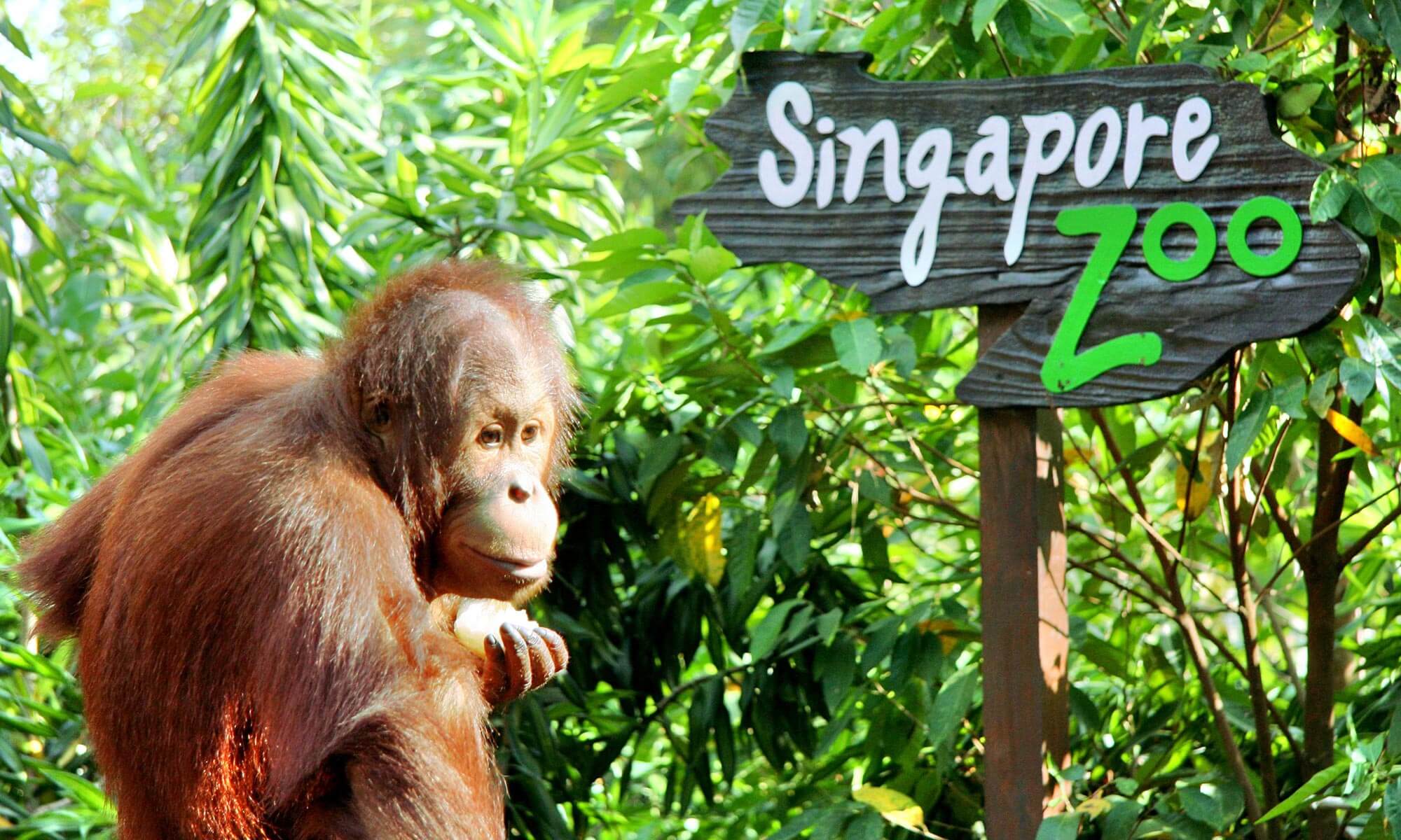 Singapore Zoo