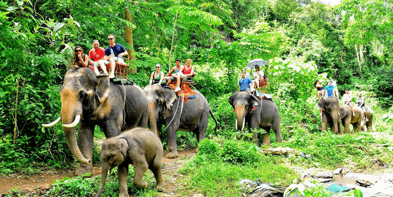 Elephant trekking is a popular activity for families to enjoy in Thailand