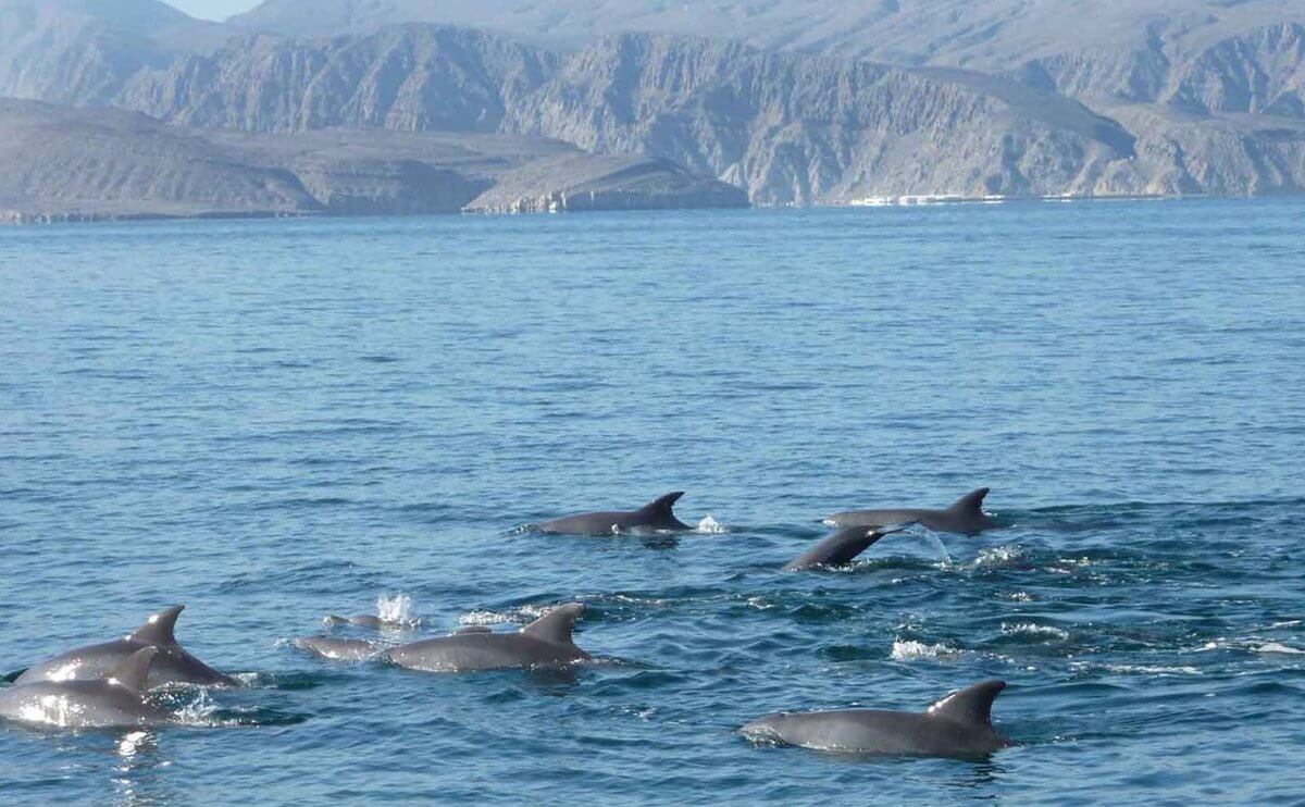 lovely dolphins near the shore of Musandam Governorate in northern Oman