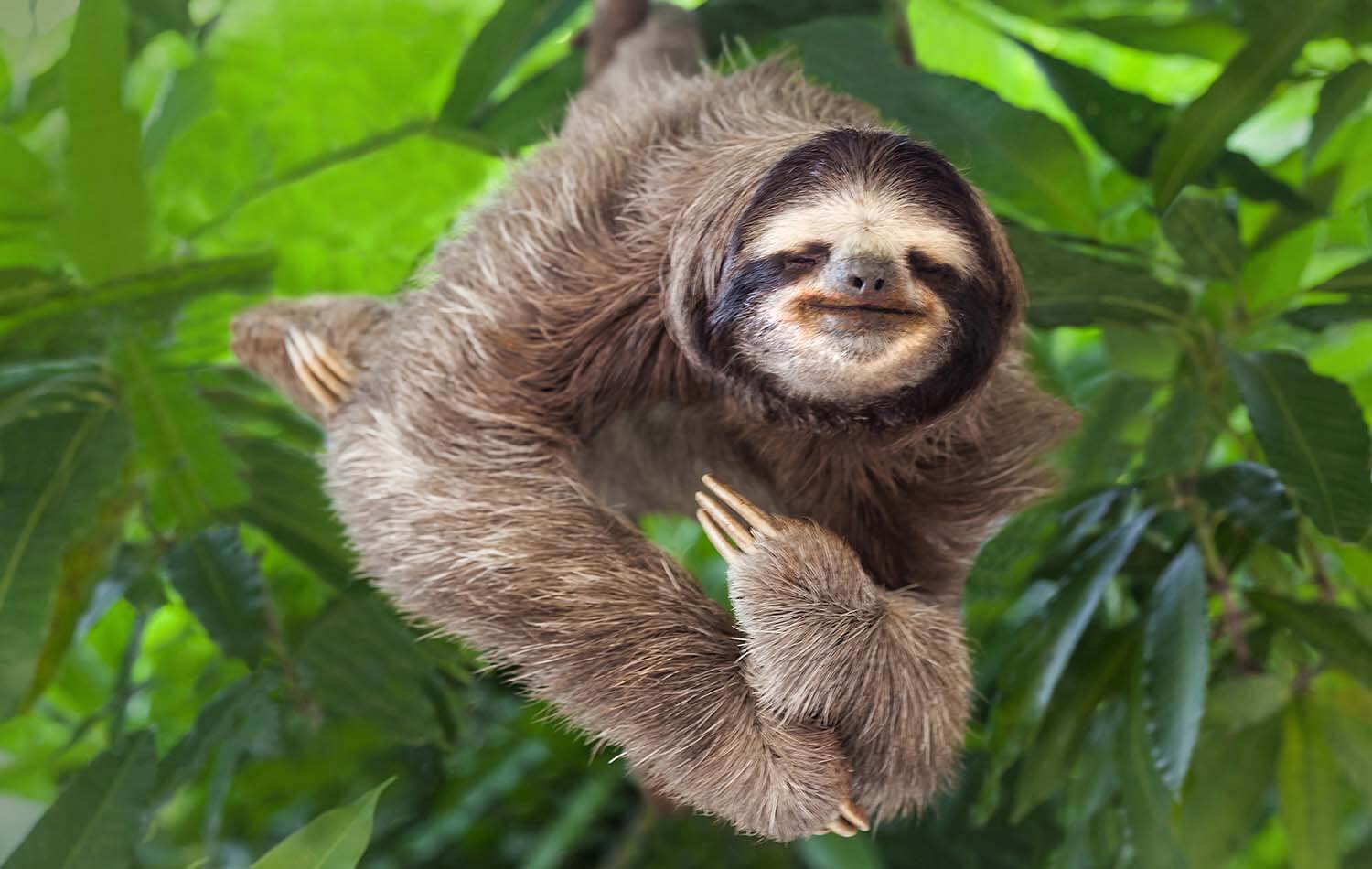 The Amazon sloth