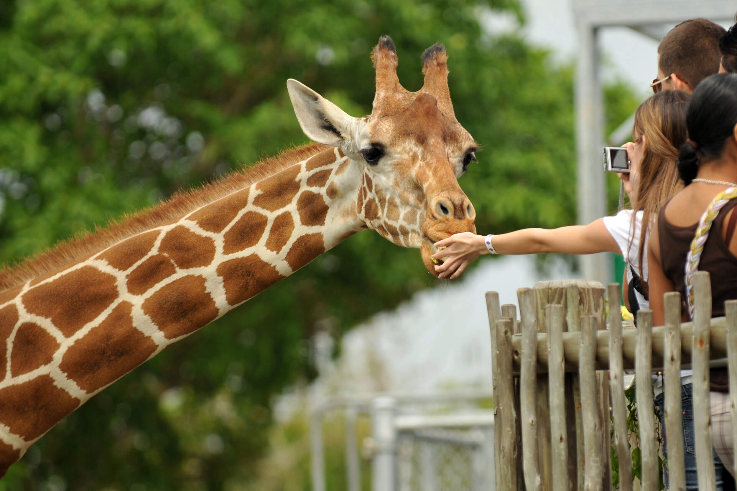 A moment you will never forget - feeding the Giraffes of the Giraffe Centre in Nairobi, Kenya