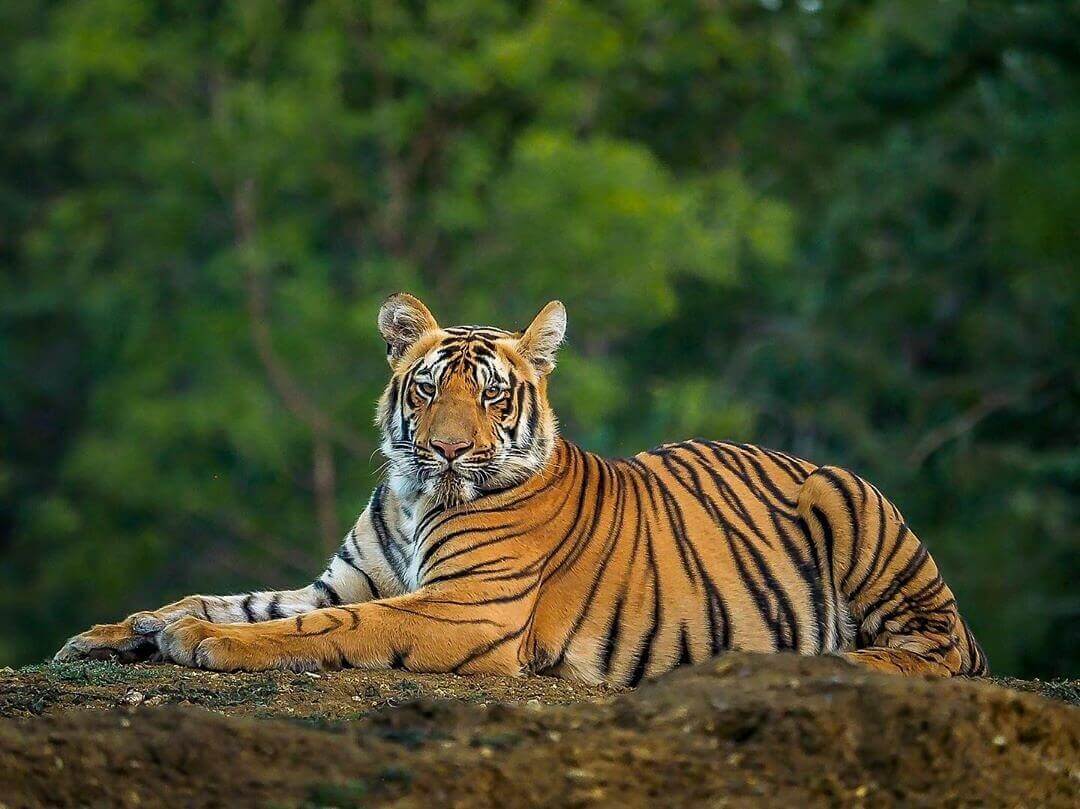 Bengal Tigers