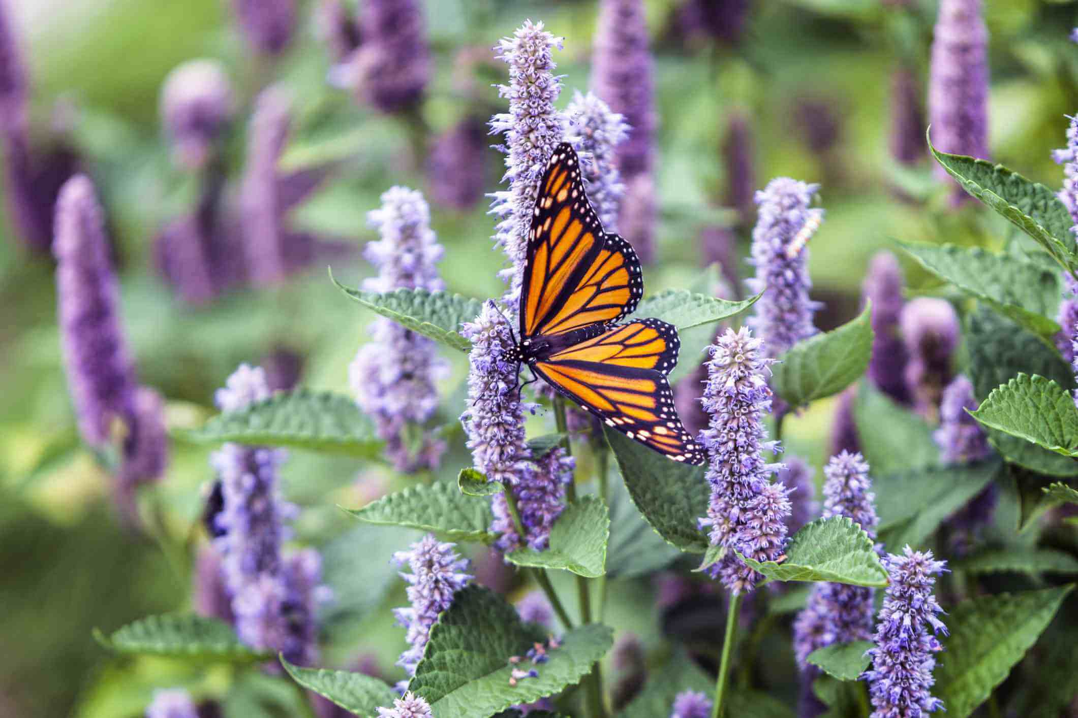 The butterfly garden at the Santillana del Mar Zoo in Cabu00e1rceno Natural Park (Spain)