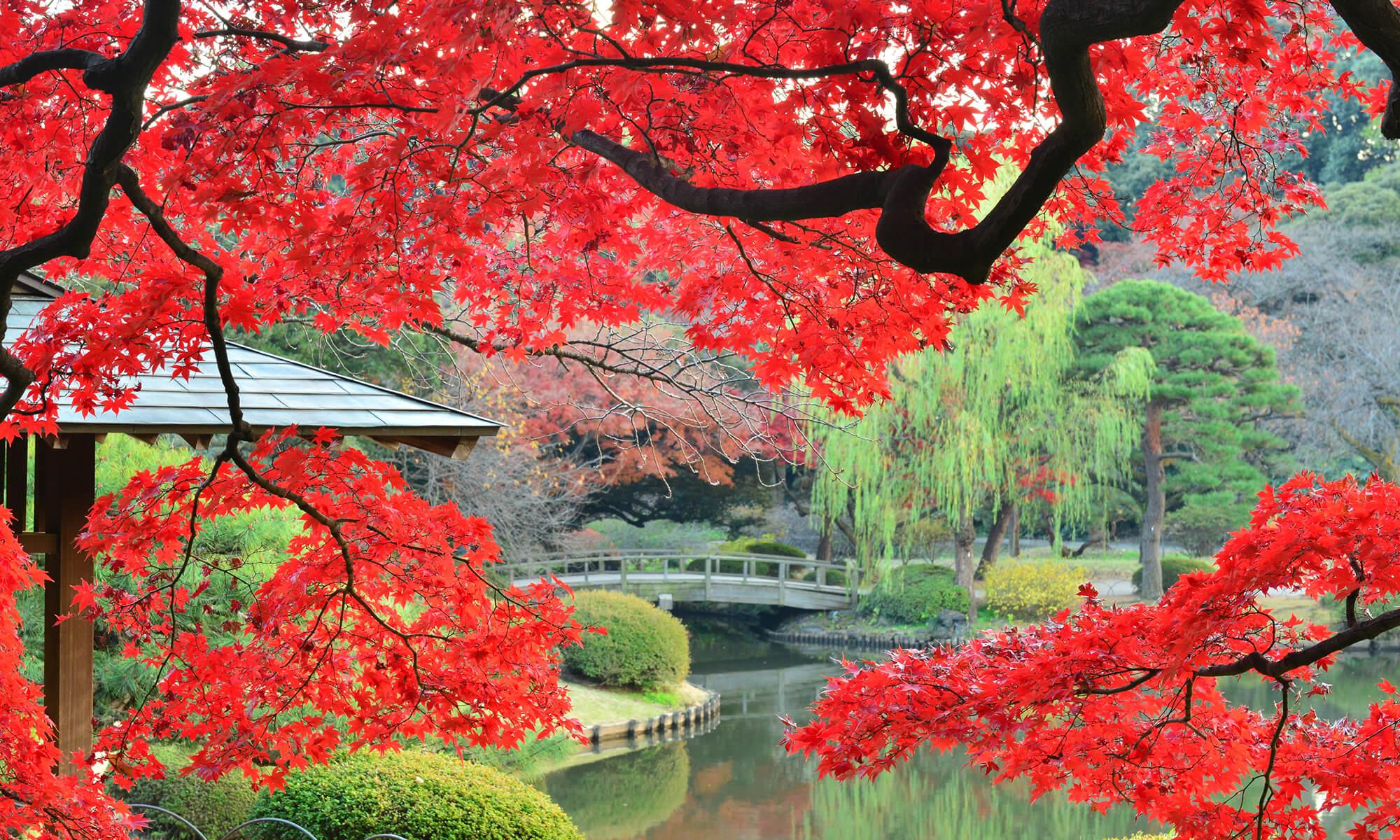 Shinjuku Gyoen National Garden in Tokyo