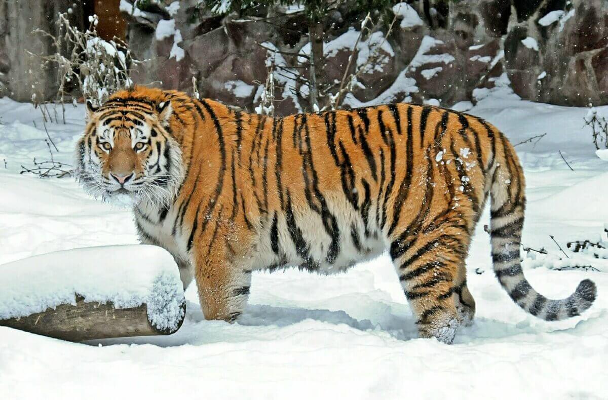 Siberian Tiger