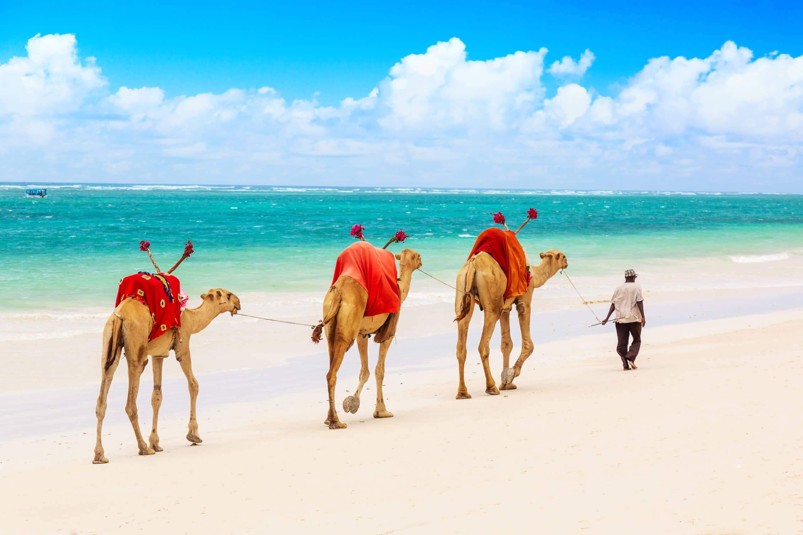 Camel ride on Diani beach