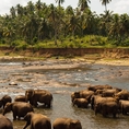 Visit Sri Lanka to see its rich history, wildlife, amazing food, and beautiful landscapes