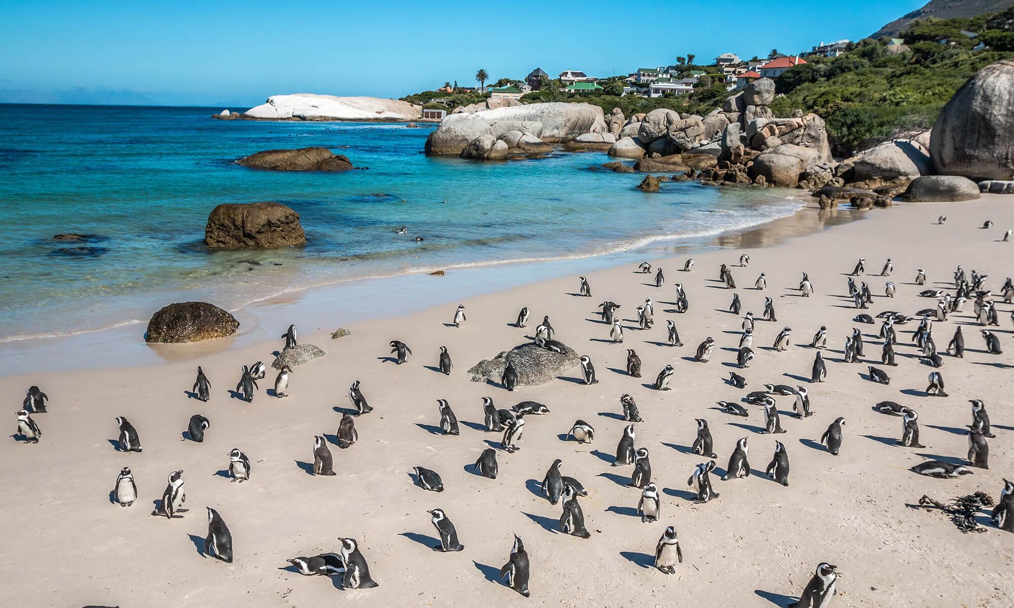 African penguins lazing on the rocks