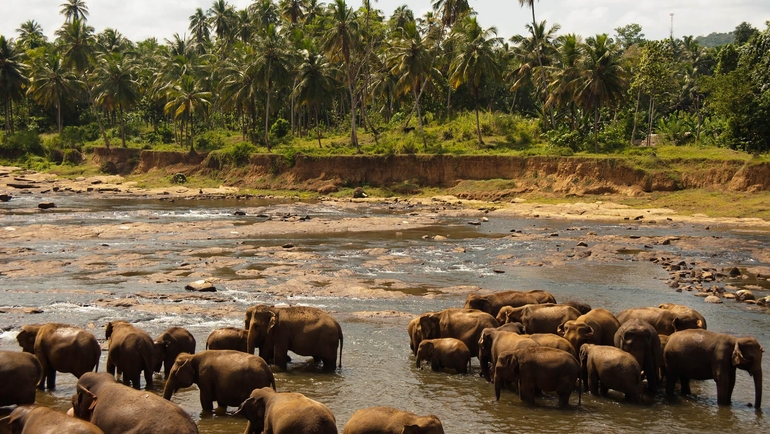 Visit Sri Lanka to see its rich history, wildlife, amazing food, and beautiful landscapes