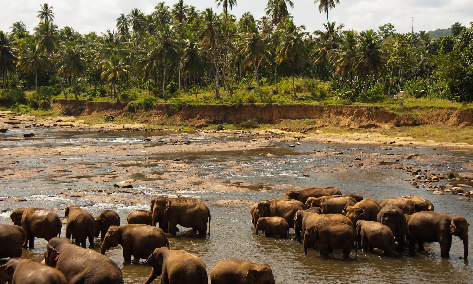 Visit Sri Lanka to see its rich history, wildlife, amazing food, and beautiful landscapes