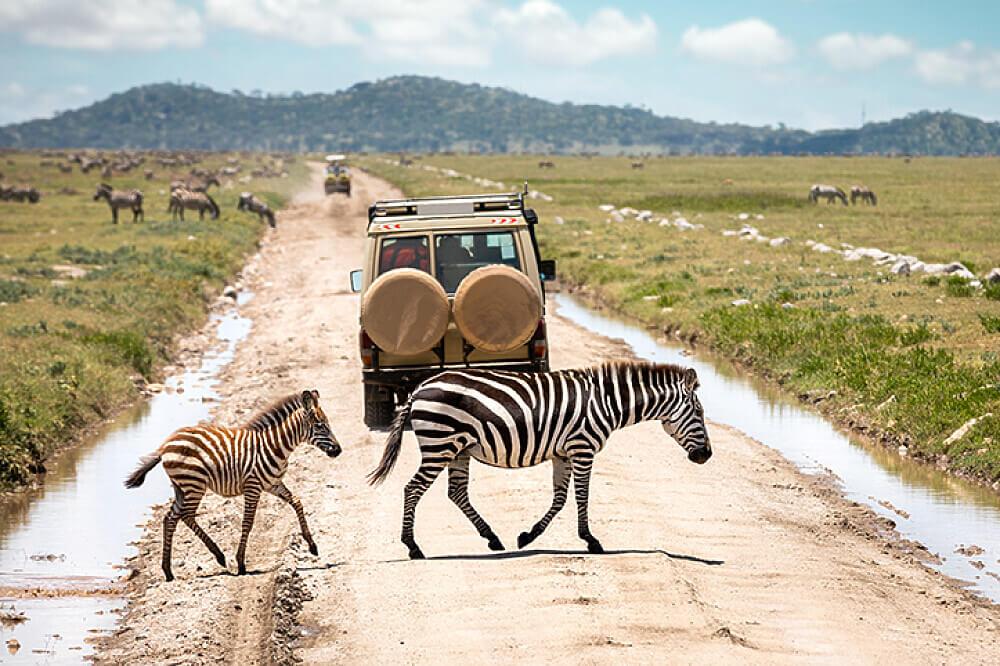 Tanzania is home to millions of wildlife