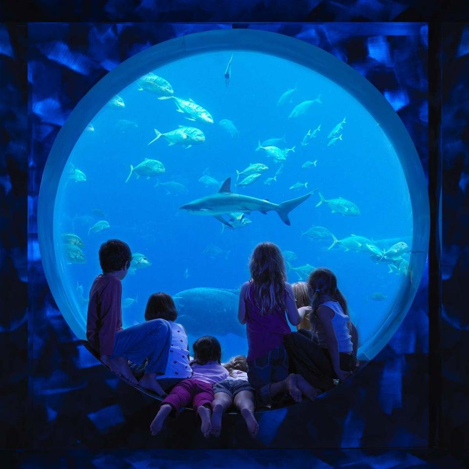 The Atlantis, The Palm Kids Club Aquarium