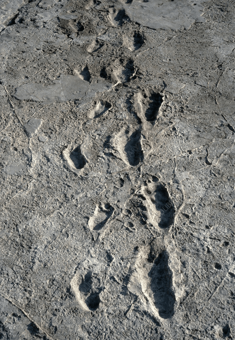 Worldu2019s oldest footprints