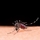 Chance of Catching Malaria: Facts and Figures