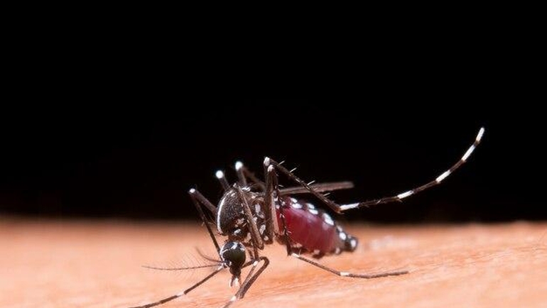 Chance of Catching Malaria: Facts and Figures