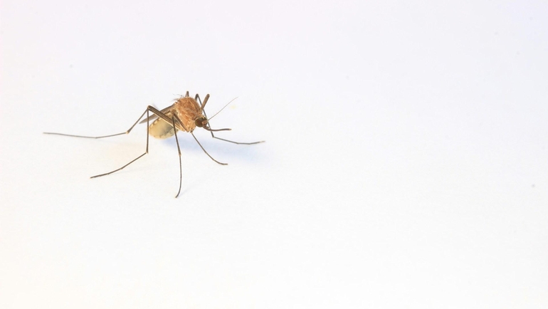 Why are mosquito bites dangerous?