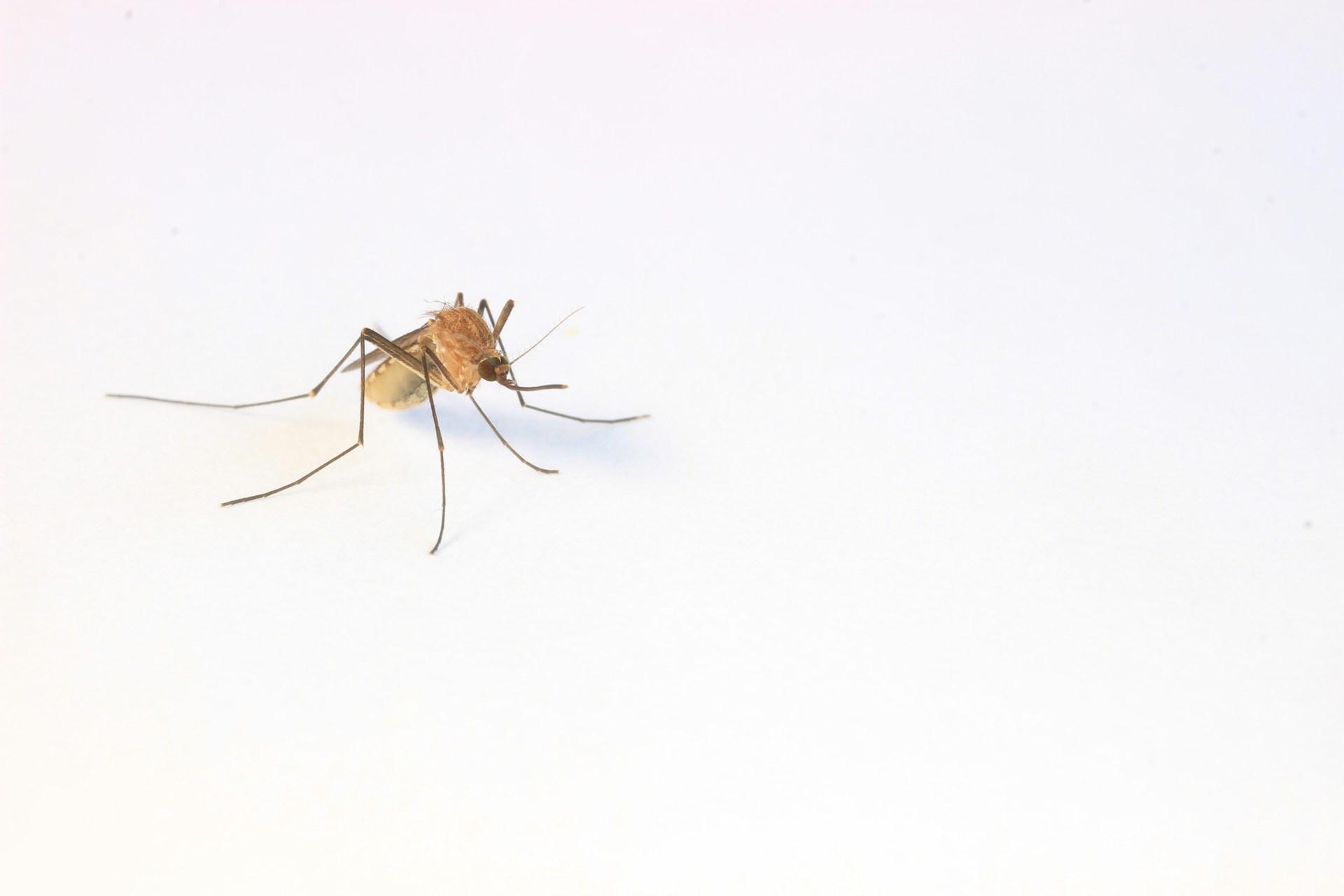 Why are mosquito bites dangerous?